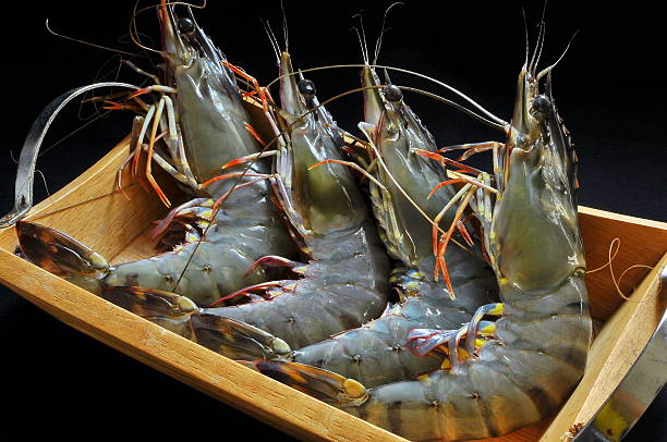 Black Tiger Shrimp (Bagda)